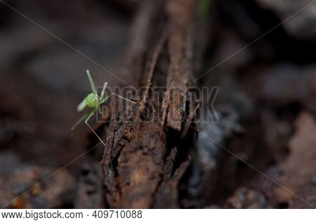 Bug On The Forest Floor. Cubo De La Galga. La Palma. Canary Islands. Spain.