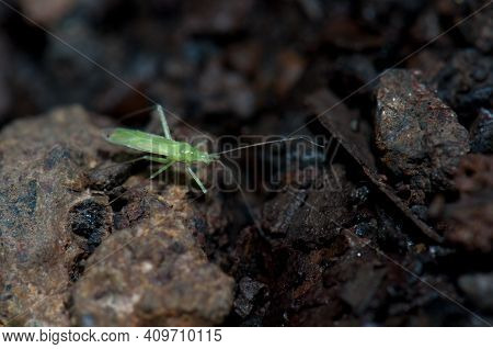 Bug On The Forest Floor. Cubo De La Galga. La Palma. Canary Islands. Spain.