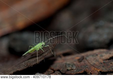 Bug On The Forest Floor. Cubo De La Galga. La Palma. Canary Islands. Spain.