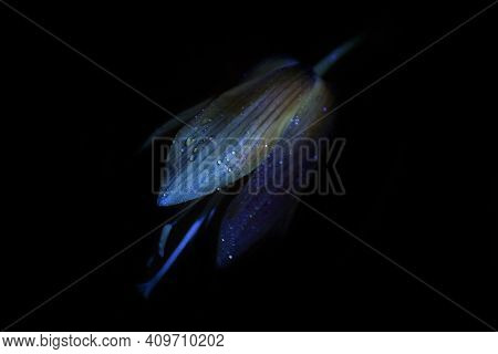 Fritillaria Rubra Flower On A Black Background. Close Up. Uv, Fluorescent