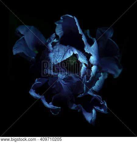 Tulip Flower With Water Drops Under Ultraviolet Light On A Dark Background. Uv, Fluorescent.