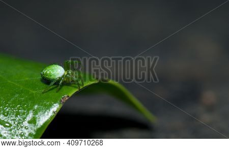 Orb-weaver Spider Araniella Maderiana On A Leaf. Cubo De La Galga. La Palma. Canary Islands. Spain.