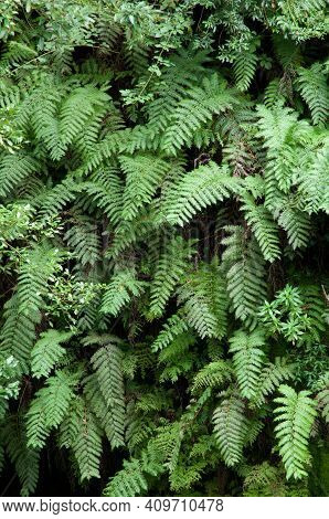 Chain Ferns Woodwardia Radicans. Cubo De La Galga. La Palma. Canary Islands. Spain.