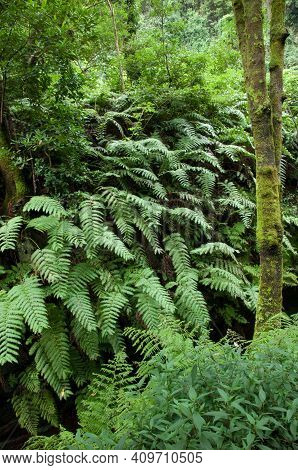 Chain Ferns Woodwardia Radicans. Cubo De La Galga. La Palma. Canary Islands. Spain.