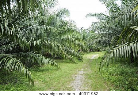 Palm utomhus gård gröda sätt
