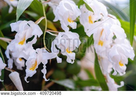 White Flowers Of Coelogyne Cristata (angel Orchid), Closeup Cymbidium Speciosissimum