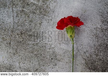 Beaytiful Carnation Flower On Grey Background. Top View