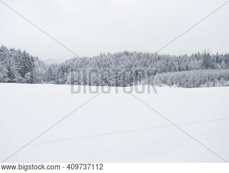 White Snow Covered Field With Frozen Spruce And Broadleaf Trees On Horizon And White Sky Background.