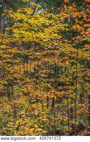 Pake In Fall Time Near Toronto, Canada