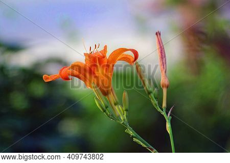 Leopard Lily At Sunset. Lilium Pardalinum. Background