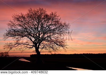 Beautiful Tree In Silhouette Before A Dawn Sunrise Close To Vinkel In The Netherlands