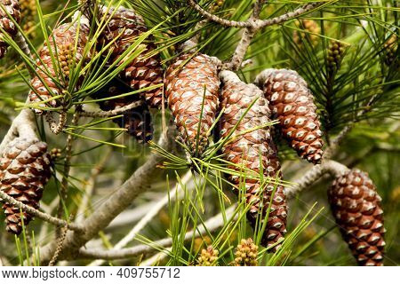 Pinus Halepensis In The Mountain Under The Sun In Alicante, Spain