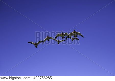 Flock Of Five Birds Flying Over A Clear Blue Sky Landscape.