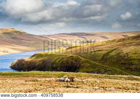 Swaledale Sheep Eating From A Feeder In Moorland With Mountains In The Background. Scar House. Nidde