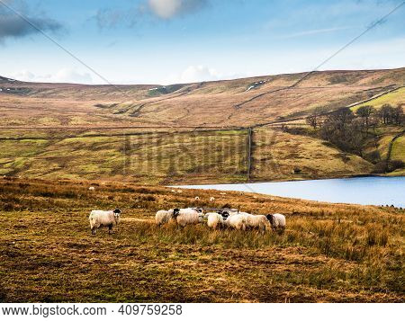 Swaledale sheep eating from a feeder in moorland with mountains in the background. Scar House. Nidde