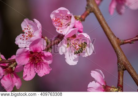 A Branch Of A Blooming Peach. A Bee Sits On A Peach Blossom And Collects Honey. In The Spring, Peach