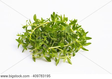 Fresh Paddy Rice Herb On White Background.