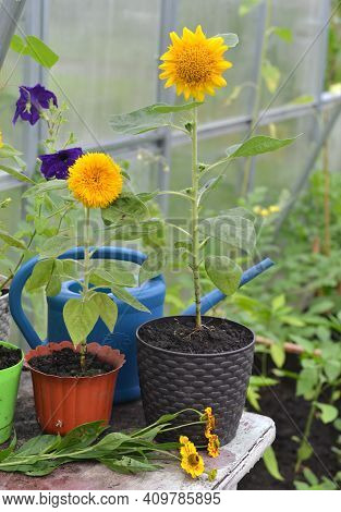 Small Sunflowers In Pots With Watering Cah On The Table In Greenhouse.  Vintage Botanical Background