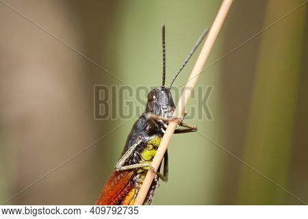 Common Field Grasshopper (chorthippus Brunneus) Holds To The Stem Of The Plant. Young Grasshopper In