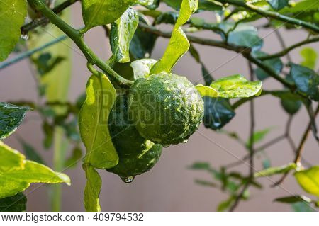 Fresh Bergamots And Leaves On Tree With Water Drops On Them Fruity,   With Herbaceous Bergamia Aroma
