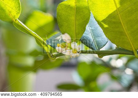 Fresh Bergamots And Leaves On Tree With Water Drops On Them Fruity,   With Herbaceous Bergamia Aroma