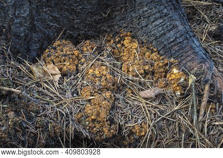 The Anthracobia Nitida Is An Inedible Mushroom , An Intresting Photo