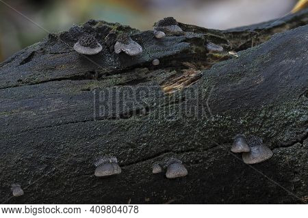 The Hairy Oysterling (resupinatus Trichotis) Is An Inedible Mushroom , An Intresting Photo