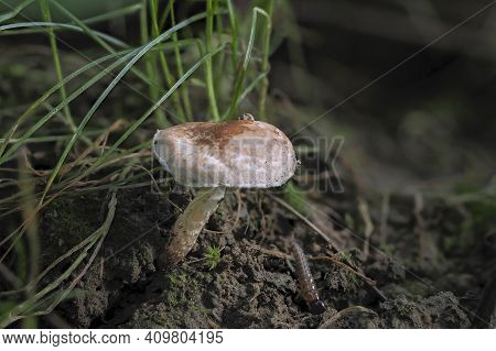 The Fatal Dapperling (lepiota Subincarnata) Is A Deadly Poisonous Mushroom , An Intresting Photo