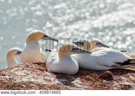 A Colony Of Gannets Sit On A Rock. Sea In The Background. Helgoland