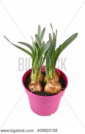 Spring Flower Narcissus Plant Not Yet In Bloom With Bulbs In Pink Pot Isolated On White Background