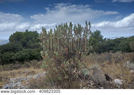 Leaves And Fruits Of Spring Rock-rose, Cistus Albidus. It Is Native Of The Mediterranean Region. Pho