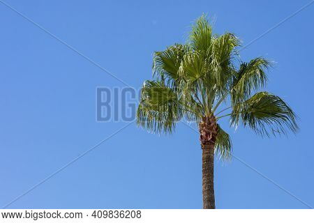 Borassus Flabellifer, Commonly Known As Doub Palm, Palmyra Palm, Tala Palm, Toddy Palm, Wine Palm, O