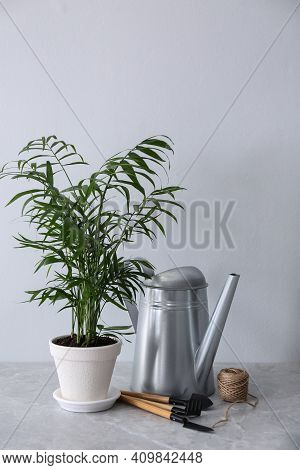 Beautiful Ravenea Rivularis Plant In Pot And Gardening Tools On Grey Marble Table. House Decor