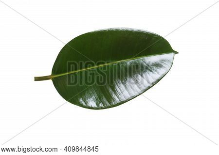 Fresh Green Leaf Of Ficus Elastica Plant Isolated On White