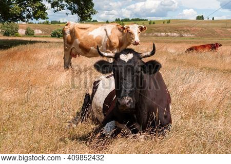 A Black Cow With A White Heart-shaped Spot On Her Forehead Lay Down To Rest.
