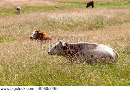 Cows Rest In The Pasture At Noon. Midday Nap Of Cows.