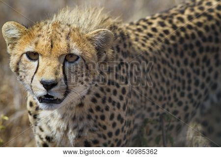 เสือชีตาห์หนุ่มยาวหญ้า Lewa ลงของ เคนยา แอฟริกา