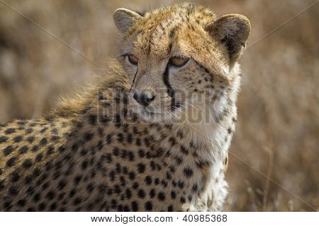 เสือชีตาห์หนุ่มยาวหญ้า Lewa ลงของ เคนยา แอฟริกา