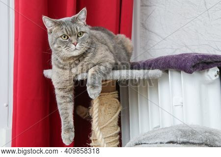 A Picture Of A Cute British Cat Lying On A Scrapper, Looking A Bit Foolish, But Relaxed.