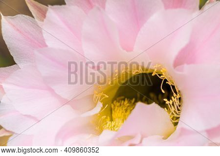 Macro View Of Yellow Anthers. Blurry Pink Cactus Flower. Nature Background.
