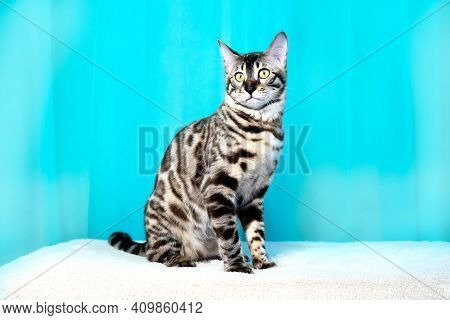 Purebred Bengal Cat, Leopard Color. Photo Of A Cat Sitting In The Studio