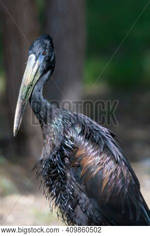 The African Openbill (anastomus Lamelligerus) Family Ciconiidae Close Up Showing Off Its Glossy Blac