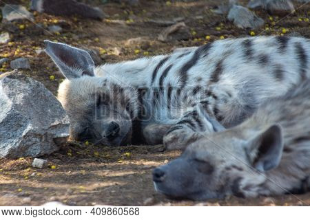Striped Hyena (hyaena Hyaena) Very Close Up Ying Down Sleeping Against The Rocks In The Desert.
