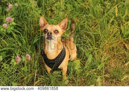 A Portrait Picture Of The Chihuahua Dog During The Walk In The Nature. He Looks Longingly.