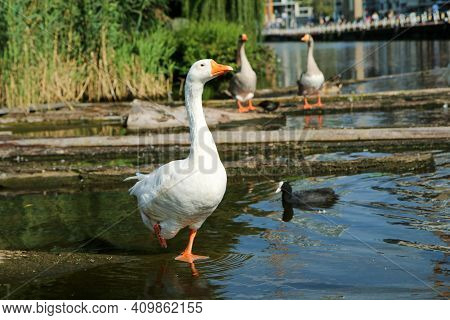 The White Goose Standing On One Leg By The Chanel In Utrecht. Looking A Bit Stupid.