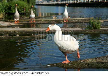 The White Goose Standing On One Leg By The Chanel In Utrecht. Looking A Bit Stupid.
