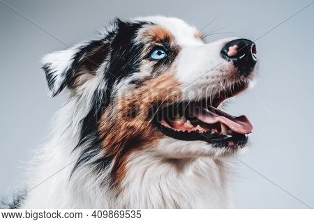 Rare Australian Dog With Blue Eye And With Mutlicolored Fur Posing In White Background With Playful 