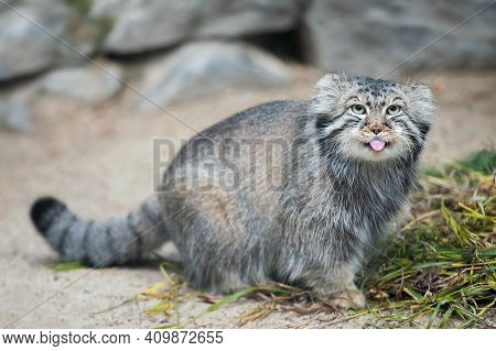 Pallas's Cat (otocolobus Manul). Manul Is Living In The Grasslands And Montane Steppes Of Central As