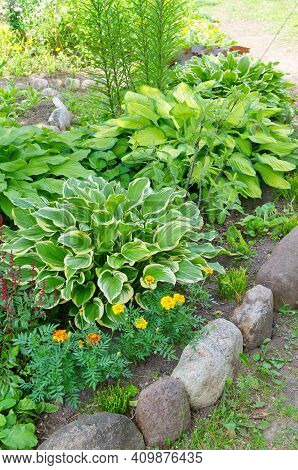 Hosts On A Flower Bed In A Shady Garden