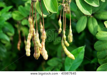 Legumes in nature